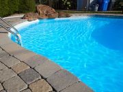 Animals in Swimming Pools: 5 Weird Stories