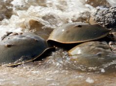 Ancient Horseshoe Crab Endangered Over Blue Blood Profits