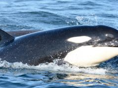 Endangered Orca Whales Give Birth to 7th Calf of 2015