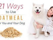 21 Ways to Use Oatmeal for You and Your Dog