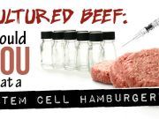 Cultured Beef: Would You Eat a Stem Cell Hamburger?