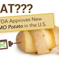 FDAApprovesNewGMOPotatoUS_640x359 (1)
