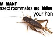 How Many Insect Roommates Are Hiding in Your Home?