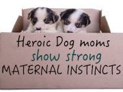 Heroic Doggie Moms Show Strong Maternal Instincts