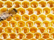 More Pesticide Trouble for Bees