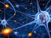 Bacopa Monnieri Extract May Improve Cognitive Function According to Studies