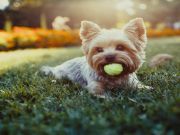 Terrific Terriers — the Joys of Earthdogs
