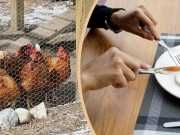 9 Reasons To Raise Backyard Chickens