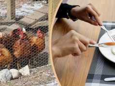 9 Reasons To Raise Backyard Chickens