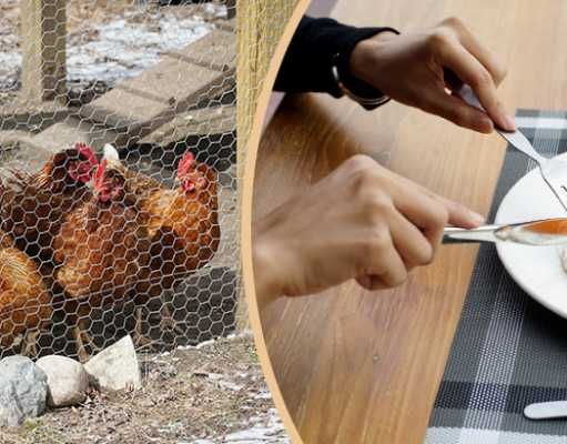 9 Reasons To Raise Backyard Chickens