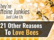 They’re Caffeine Junkies Just Like Us + 21 Other Reasons To Love Bees