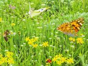 Bees and Butterflies Getting Closer Toward Extinction, Scientists Warn