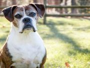 Knowing When It’s Time — Saying Goodbye To Your Pet