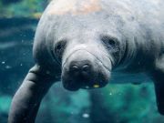 New Hope for Manatees — Aerial Survey Reveals Record-Breaking Numbers
