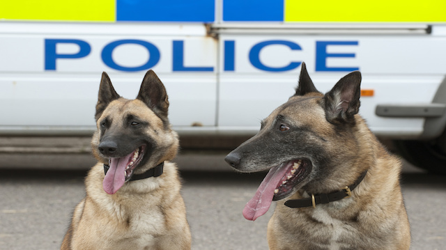 Portrait of two police dogs