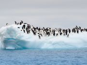 Iceberg Grounds In Antarctica — 150,000 Penguins Die