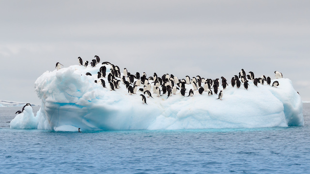 Adult adele penguins grouped on iceberg