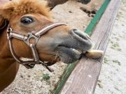 Miniature Equines May Be Just Right For You