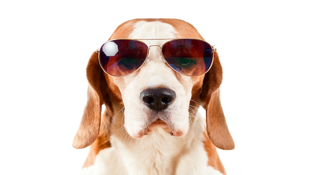 sentry dog in sunglasses  on white