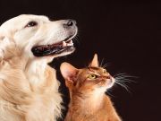 5 Natural Ways To Combat Cancer In Pets