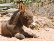 Donkey Sanctuary Helps Orphaned Foal