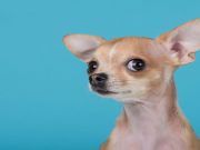 Chihuahuas Star In Commercials, Movies And Households