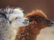 Llamas and Alpacas: Lovable, Huggable and Useful