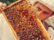 Minnesota’s Beekeepers To Be Compensated For Pesticide Damage To Hives