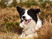 Runway Wildlife-Control Dogs Keep Airports Safe