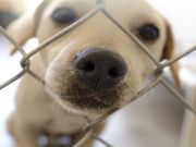 Kids Read To Dogs At Animal Shelter To Improve Chances Of Adoption