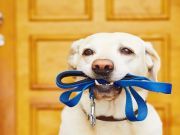How To Naturally Help Your Dog’s Anxiety