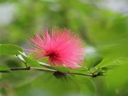 Strange “Tree Ebola” Killing The Beautiful Ohia Tree Of Hawaii