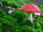 Could Hallucinogenic Drugs Treat Mental Illness?