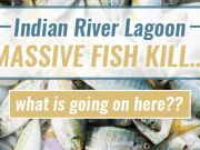 Fertilizer Runoff And Government Apathy Blamed For Massive Fish Kill In Florida