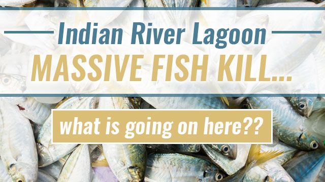 IndianRiverLagoonMassiveFishKill._640x359