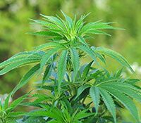 d6c00faf056c0c8ebc555a7d7b65bd18