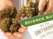 Science Says: No, You Can’t Overdose On Weed