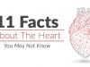 11 Facts About The Heart You May Not Know