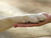 7 Dogs Who Changed The World