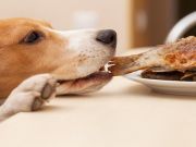 7 Reasons To Never Feed Your Dog Leftovers