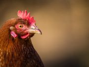 Why Raise Heritage And Rare Breed Chickens?