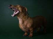 Protect Your Pets Against The Scourge Of Rabies