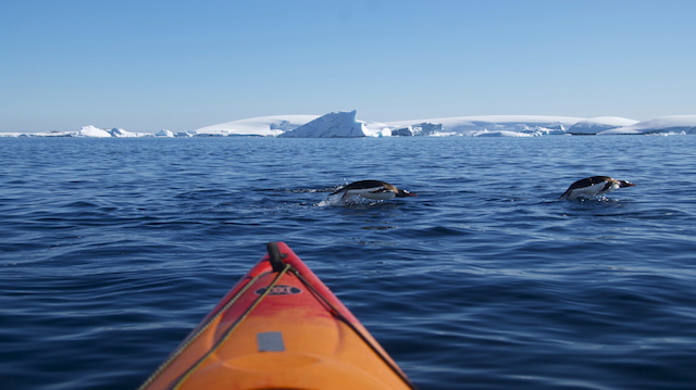 Kayak and diving penguins (Antarctica)