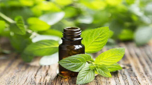 Natural Mint Essential Oil in a Little Glass Bottle