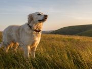 11 Ways To Memorialize Your Pet