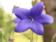 This Beautiful Flower Can Help You Get Over Your Cold Faster