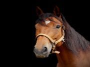 9 Questions You Must Ask Yourself Before You Buy a Horse
