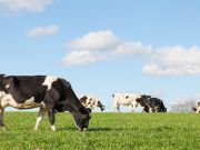 Why You Should Buy A Share In A Dairy Cow — And How To Do It