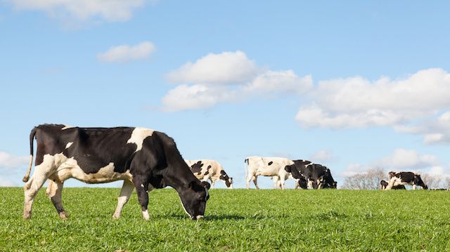Black and white Holstein dairy cow grazing in a green pasture on the skyline