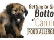 Getting to the Bottom of Canine Food Allergies